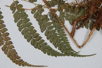 斜方複葉耳蕨藏品圖，第5張