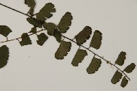翅柄鐵線蕨藏品圖，第3張