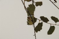 翅柄鐵線蕨藏品圖，第4張