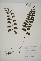 半月形鐵線蕨藏品圖，第1張