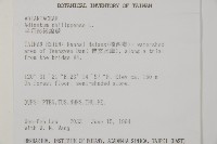 半月形鐵線蕨藏品圖，第2張