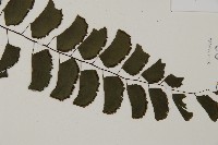 半月形鐵線蕨藏品圖，第3張