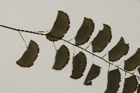 半月形鐵線蕨藏品圖，第4張