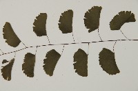 半月形鐵線蕨藏品圖，第5張