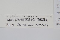 大線蕨藏品圖，第2張