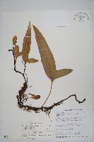 海岸星蕨藏品圖，第1張