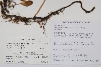 海岸星蕨藏品圖，第2張