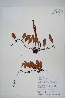 抱樹石葦藏品圖，第1張