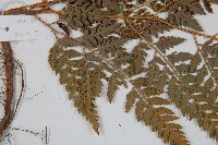 小葉複葉耳蕨藏品圖，第4張