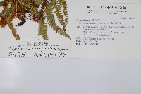 尖葉耳蕨藏品圖，第2張