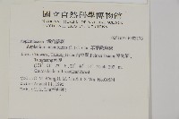 革葉鐵角蕨藏品圖，第2張