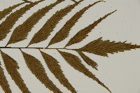 革葉鐵角蕨藏品圖，第3張