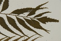 革葉鐵角蕨藏品圖，第4張