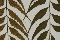革葉鐵角蕨藏品圖，第5張