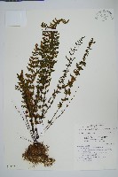 細葉碎米蕨藏品圖，第1張