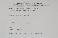 膜葉卷柏藏品圖，第2張