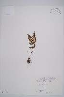 冷蕨藏品圖，第1張