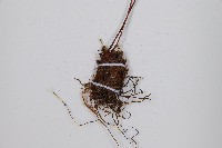 冷蕨藏品圖，第3張