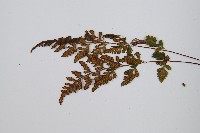 冷蕨藏品圖，第4張