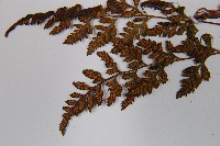 冷蕨藏品圖，第5張