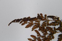 冷蕨藏品圖，第6張