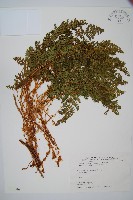 腺鱗毛蕨藏品圖，第1張