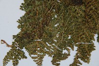 腺鱗毛蕨藏品圖，第3張