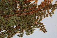 腺鱗毛蕨藏品圖，第4張