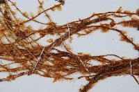 腺鱗毛蕨藏品圖，第5張