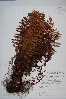 密鱗鱗毛蕨藏品圖，第1張