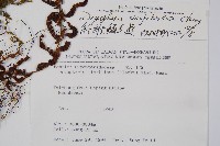 密鱗鱗毛蕨藏品圖，第2張