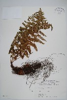 鋸齒葉鱗毛蕨藏品圖，第1張