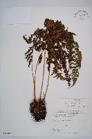 對生蹄蓋蕨藏品圖，第1張