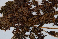 對生蹄蓋蕨藏品圖，第4張