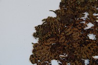 對生蹄蓋蕨藏品圖，第5張