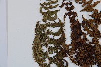 對生蹄蓋蕨藏品圖，第6張