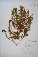 廣布鱗毛蕨藏品圖，第1張