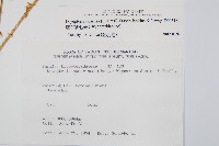 廣布鱗毛蕨藏品圖，第2張