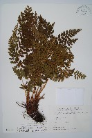 廣布鱗毛蕨藏品圖，第1張