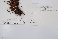 廣布鱗毛蕨藏品圖，第2張