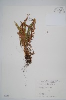 芽胞耳蕨、芽孢耳蕨藏品圖，第1張