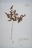 細裂羽節蕨藏品圖，第1張