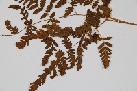 細裂羽節蕨藏品圖，第3張