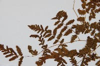 細裂羽節蕨藏品圖，第4張