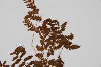 細裂羽節蕨藏品圖，第5張