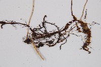 寬葉冷蕨藏品圖，第3張