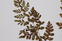 寬葉冷蕨藏品圖，第4張