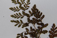 寬葉冷蕨藏品圖，第5張