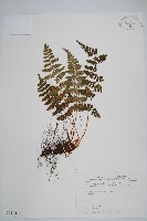 鋸齒葉鱗毛蕨藏品圖，第1張