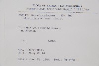 福山氏耳蕨藏品圖，第2張